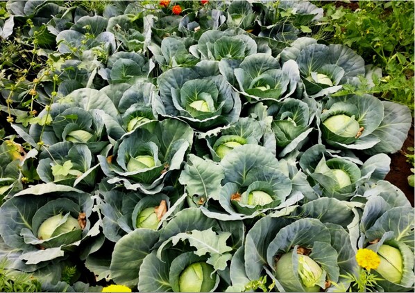 Garden - TIH Mystique Meadows Camp (Leh)