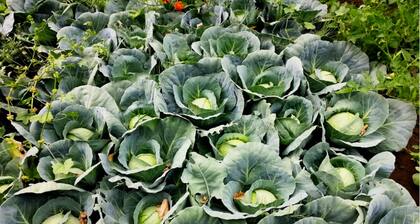 TIH Mystique Meadows Camp