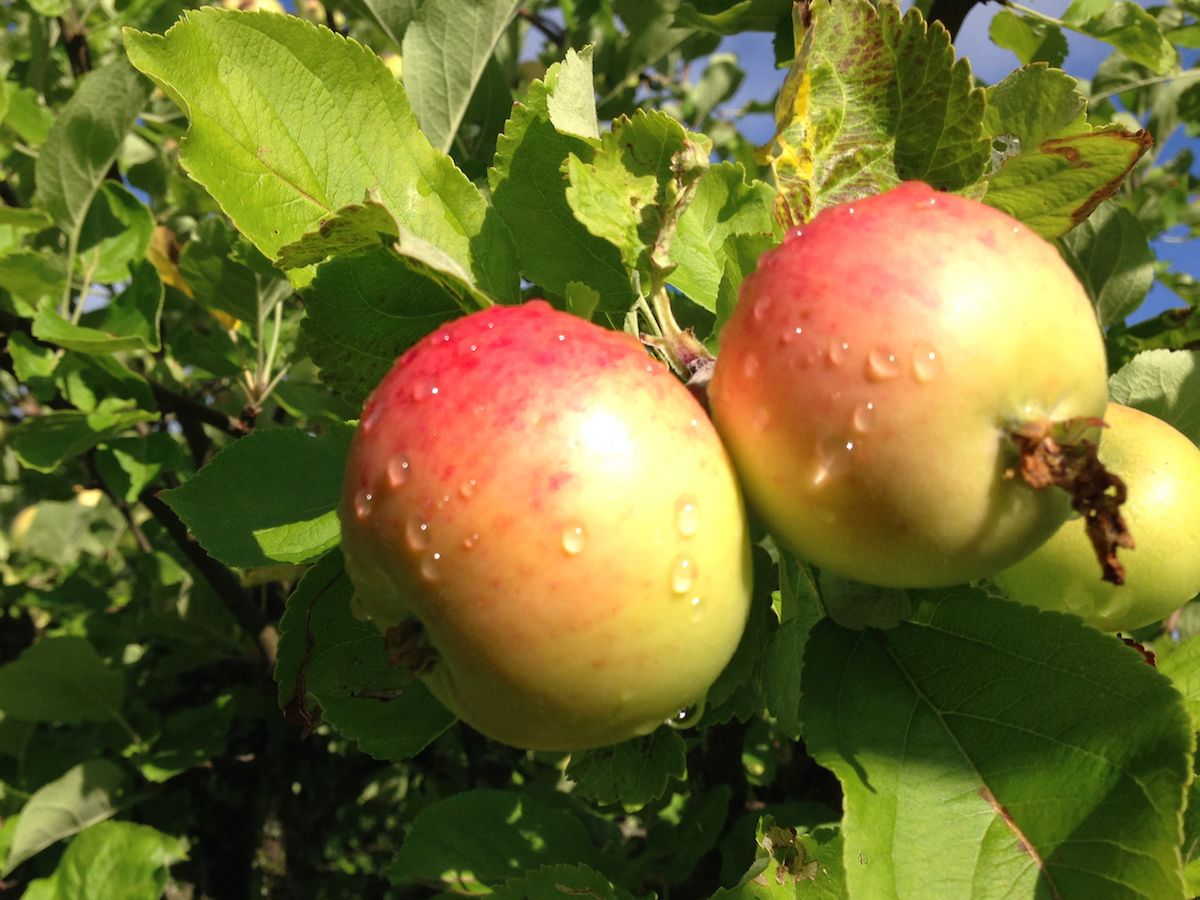 حديقة