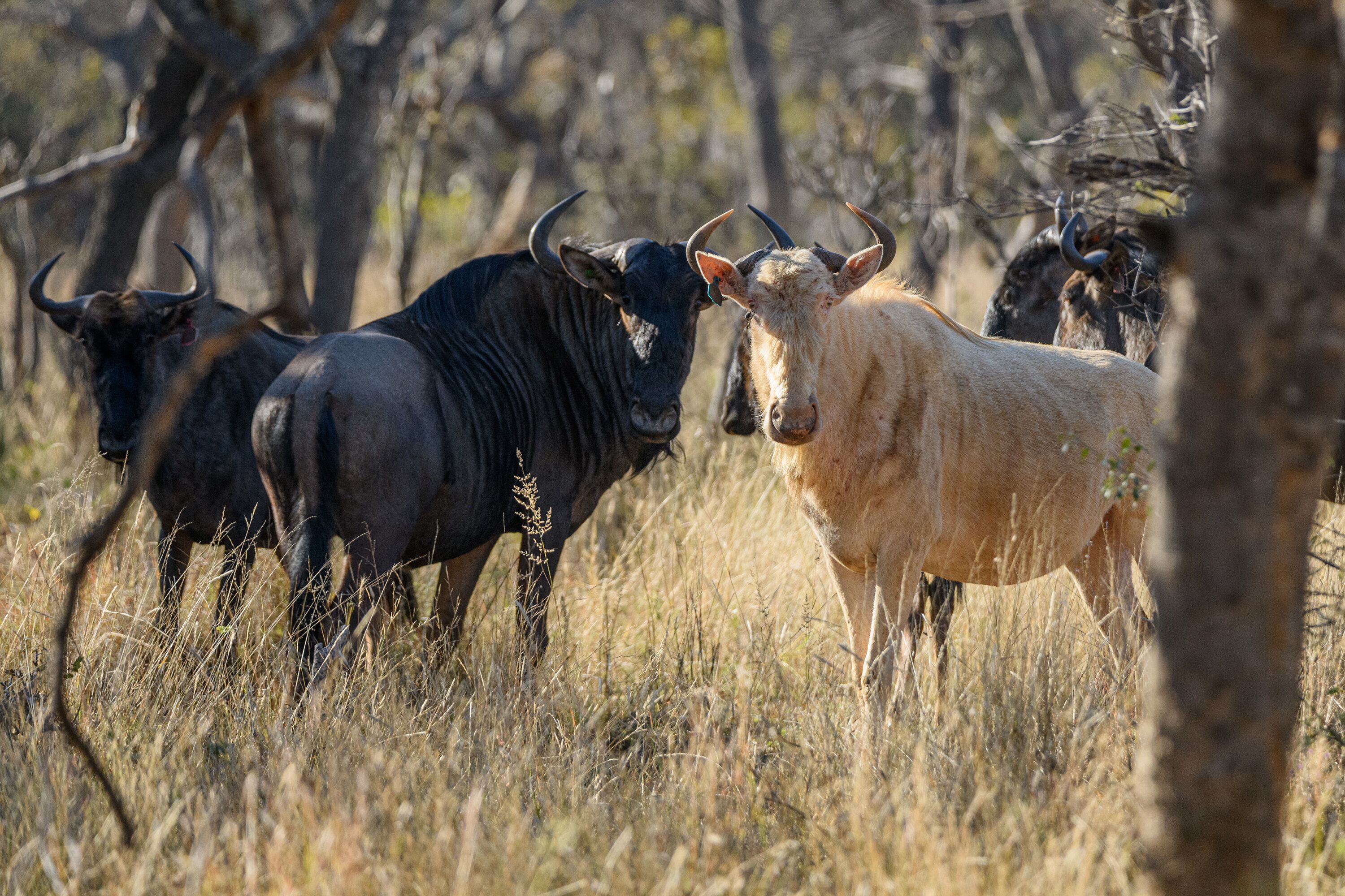 A group of wild animals in a natural setting.