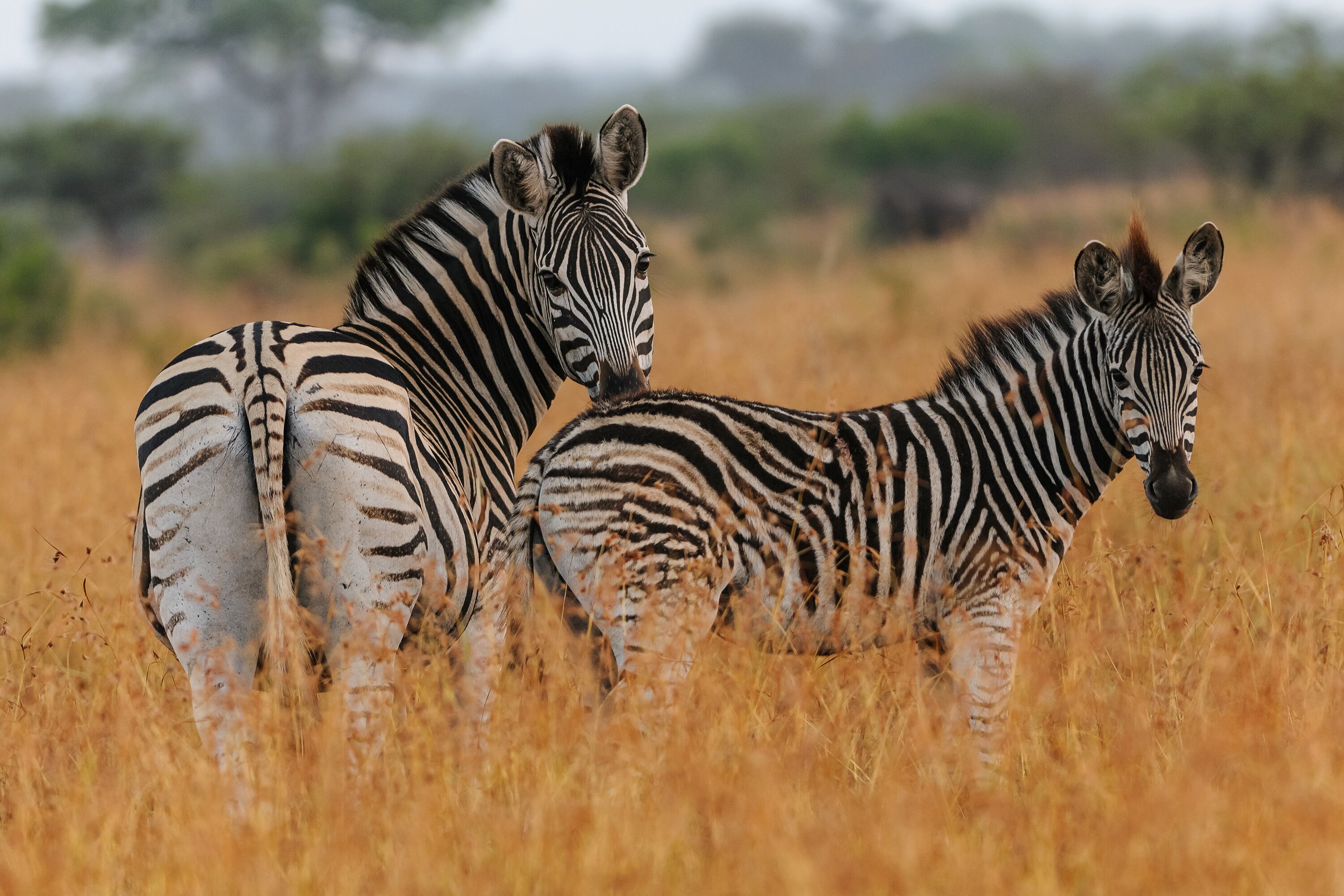 Two zebras standing in a field of tall grass.
