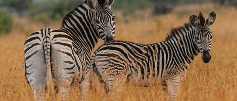 Two zebras standing in a field of tall grass.