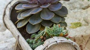 Una planta suculenta en una jardinera de madera.