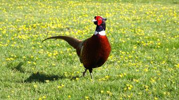 Luxury Room (Spinney – Superking Bed) | Exterior