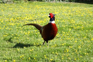 Exterior - White Lodge B&B (Lewes)