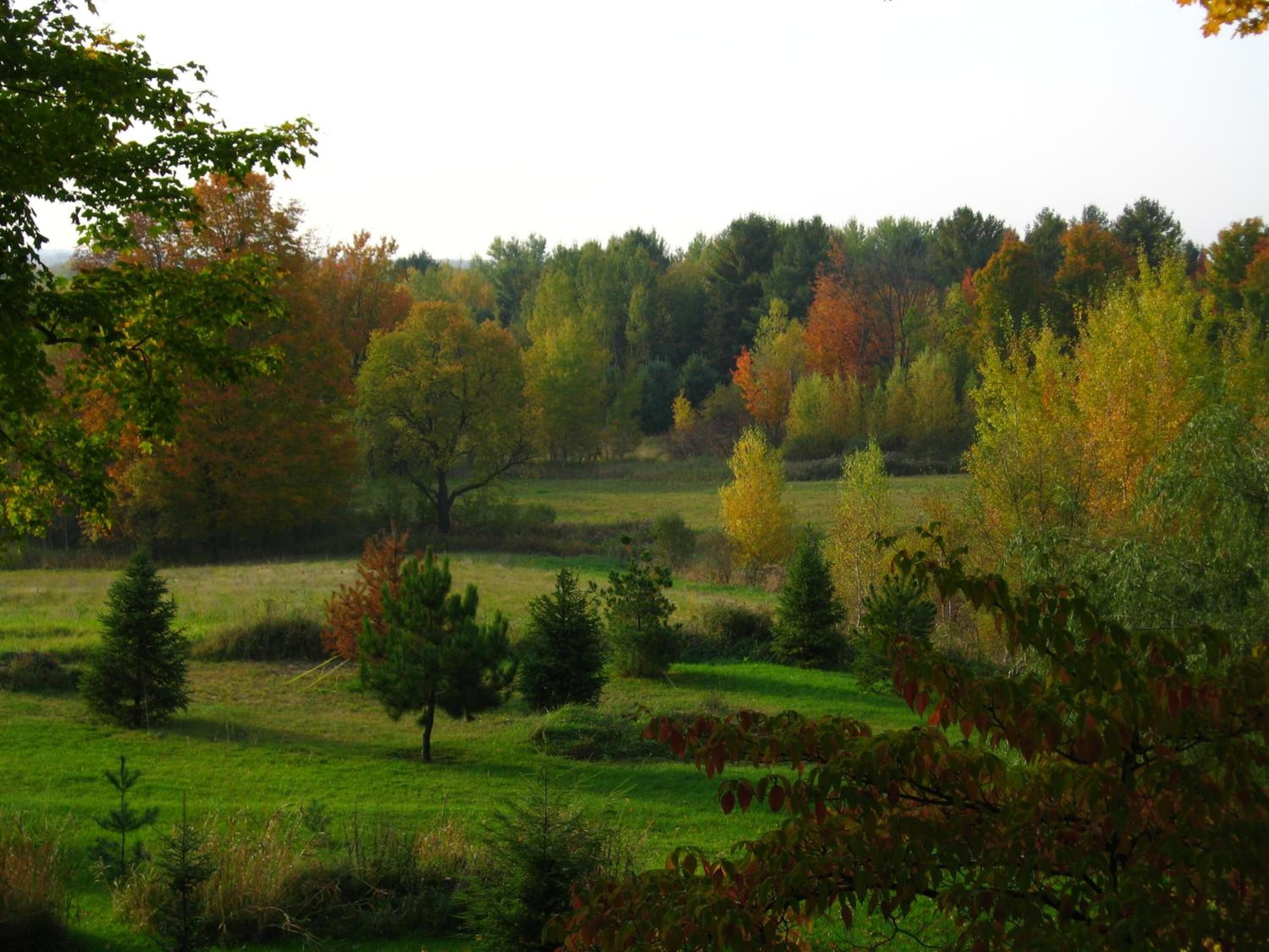 A landscape with a variety of trees and a grassy field.