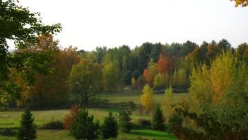 A landscape with a variety of trees and a grassy field.