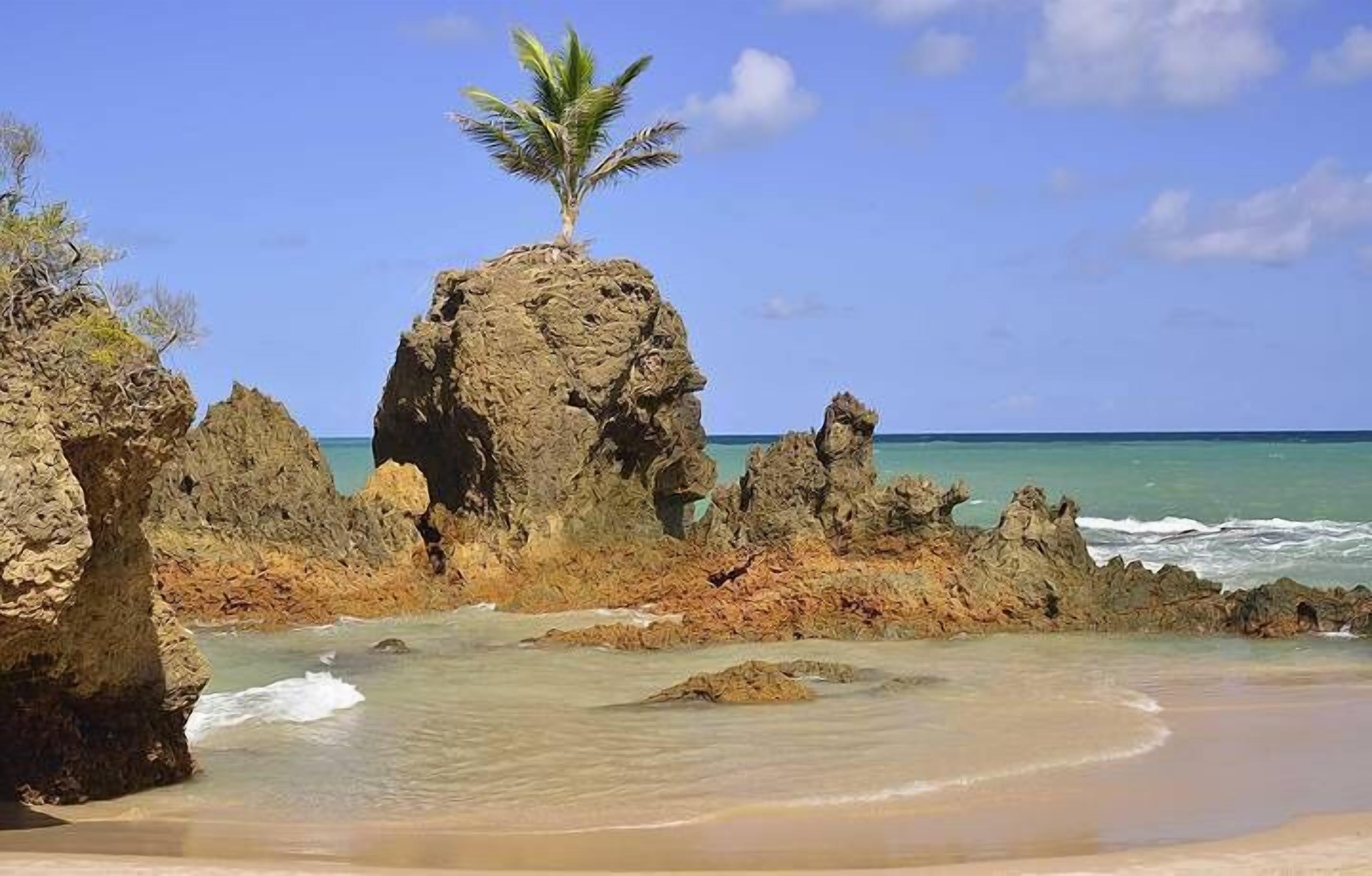 Una playa rocosa con una palmera sobre una formación rocosa, cielo azul despejado y mar tranquilo.