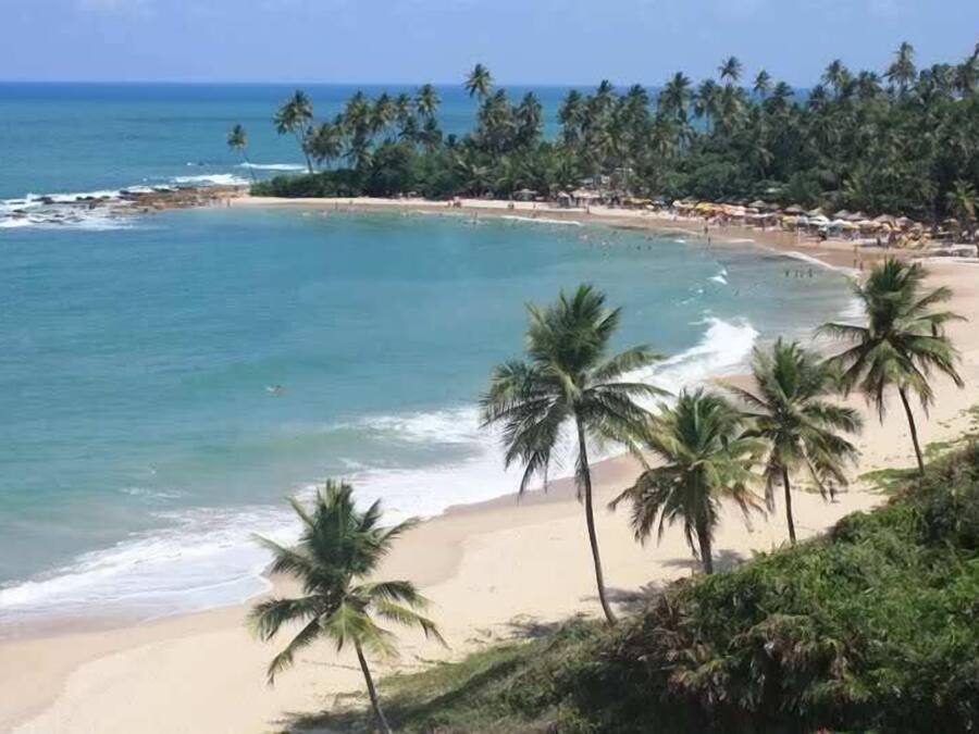 Uma praia com palmeiras e uma vista ampla do oceano.