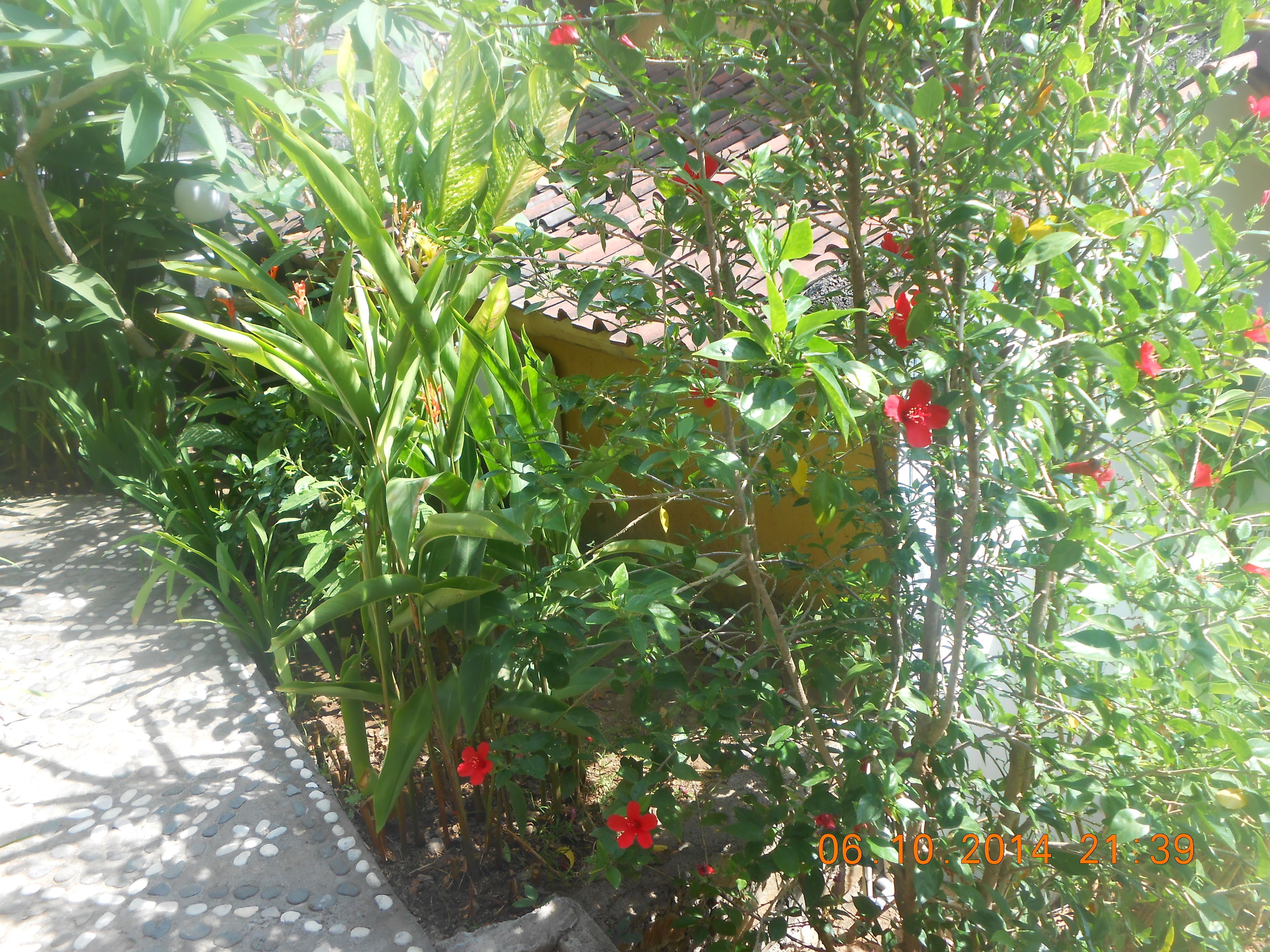 A garden with green foliage and red flowers, a paved walkway, and a yellow wall in the background.