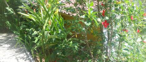 A garden with green foliage and red flowers, a paved walkway, and a yellow wall in the background.