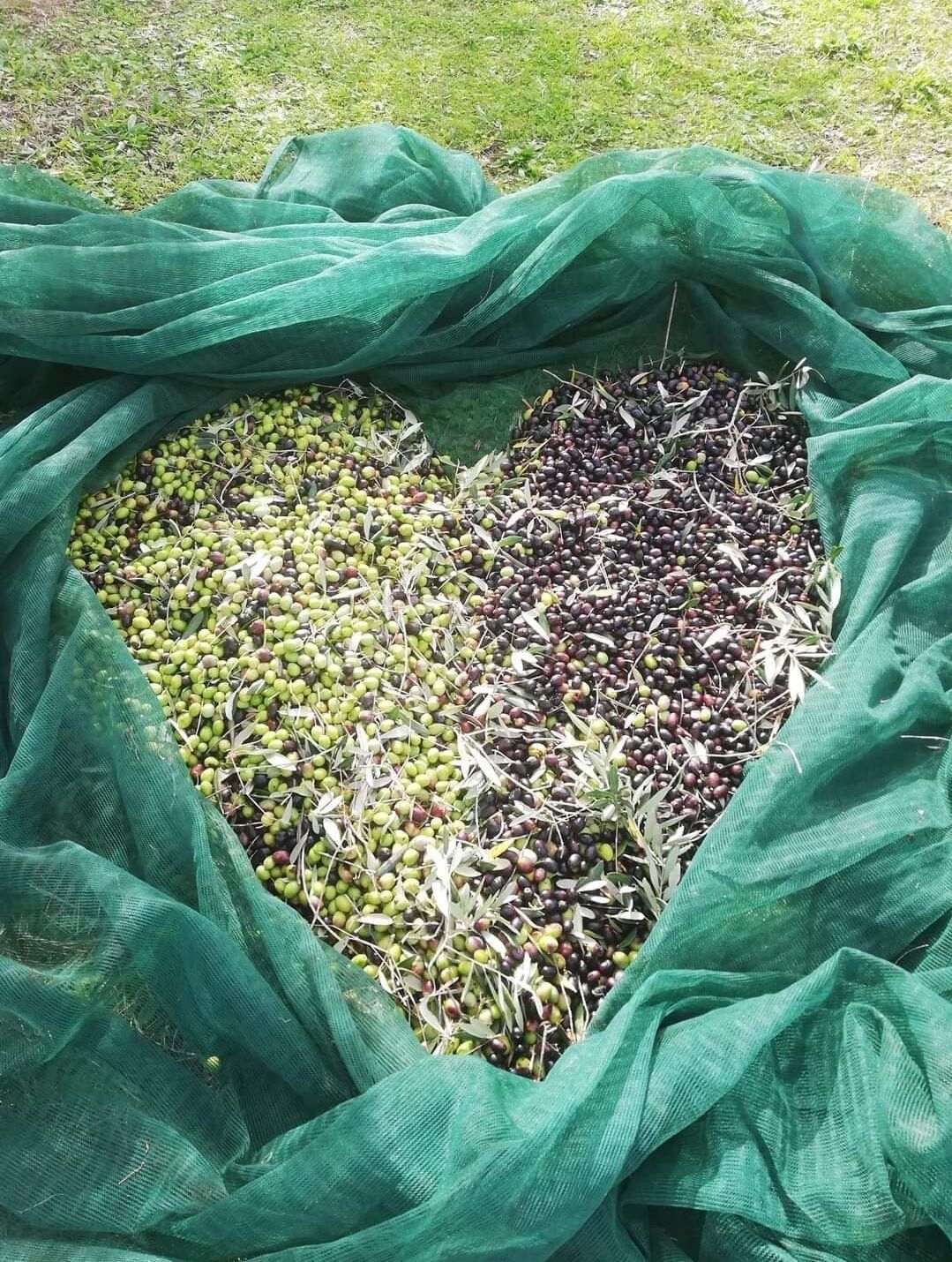 A heart-shaped pile of olives in a green net, surrounded by grass.