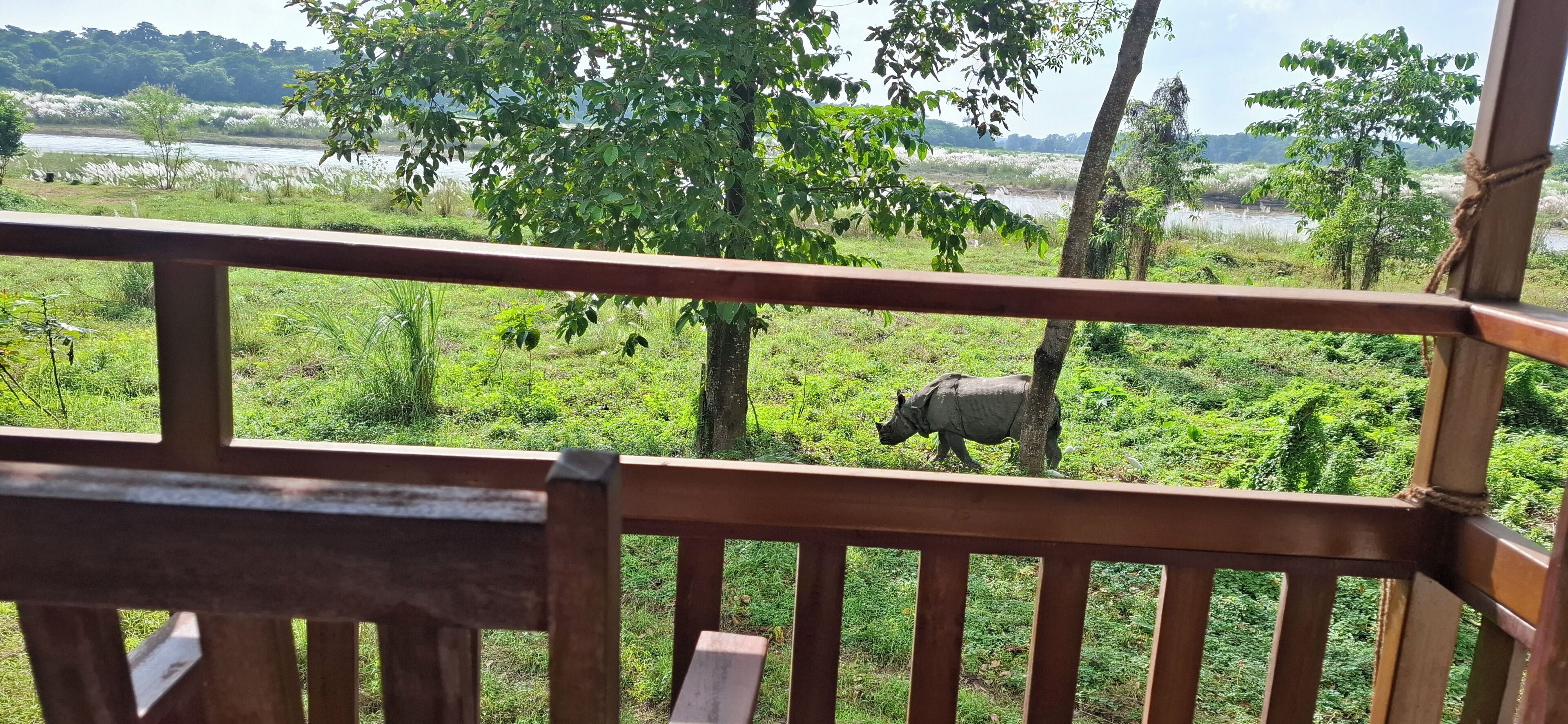 Een houten terras met uitzicht op een gazon en een neushoorn in de verte.