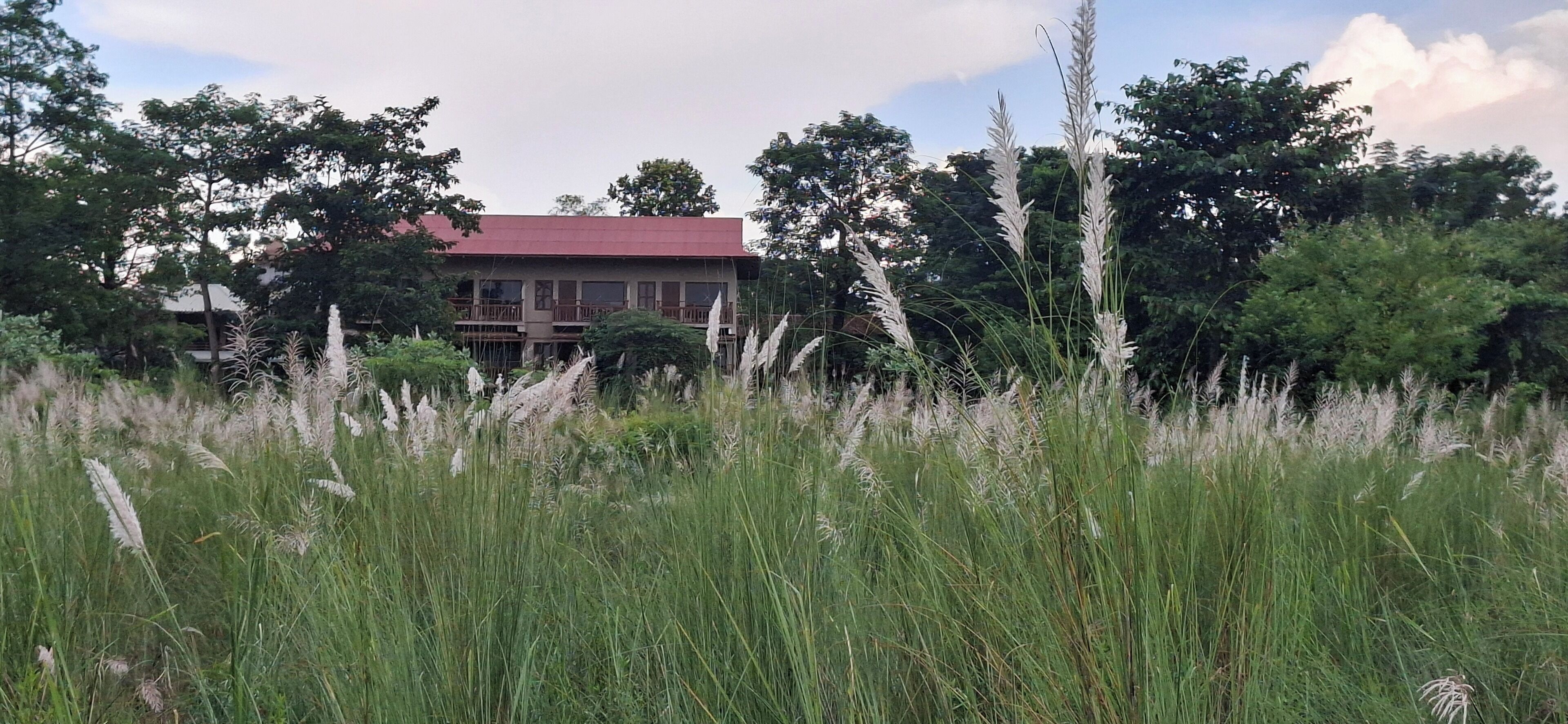 A building with a red roof, surrounded by tall grass and trees.