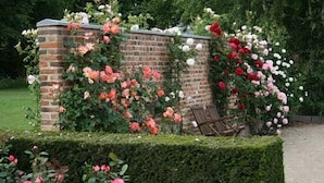 A brick wall with climbing roses in various colors. - Hotel Smedegaarden (Lem)