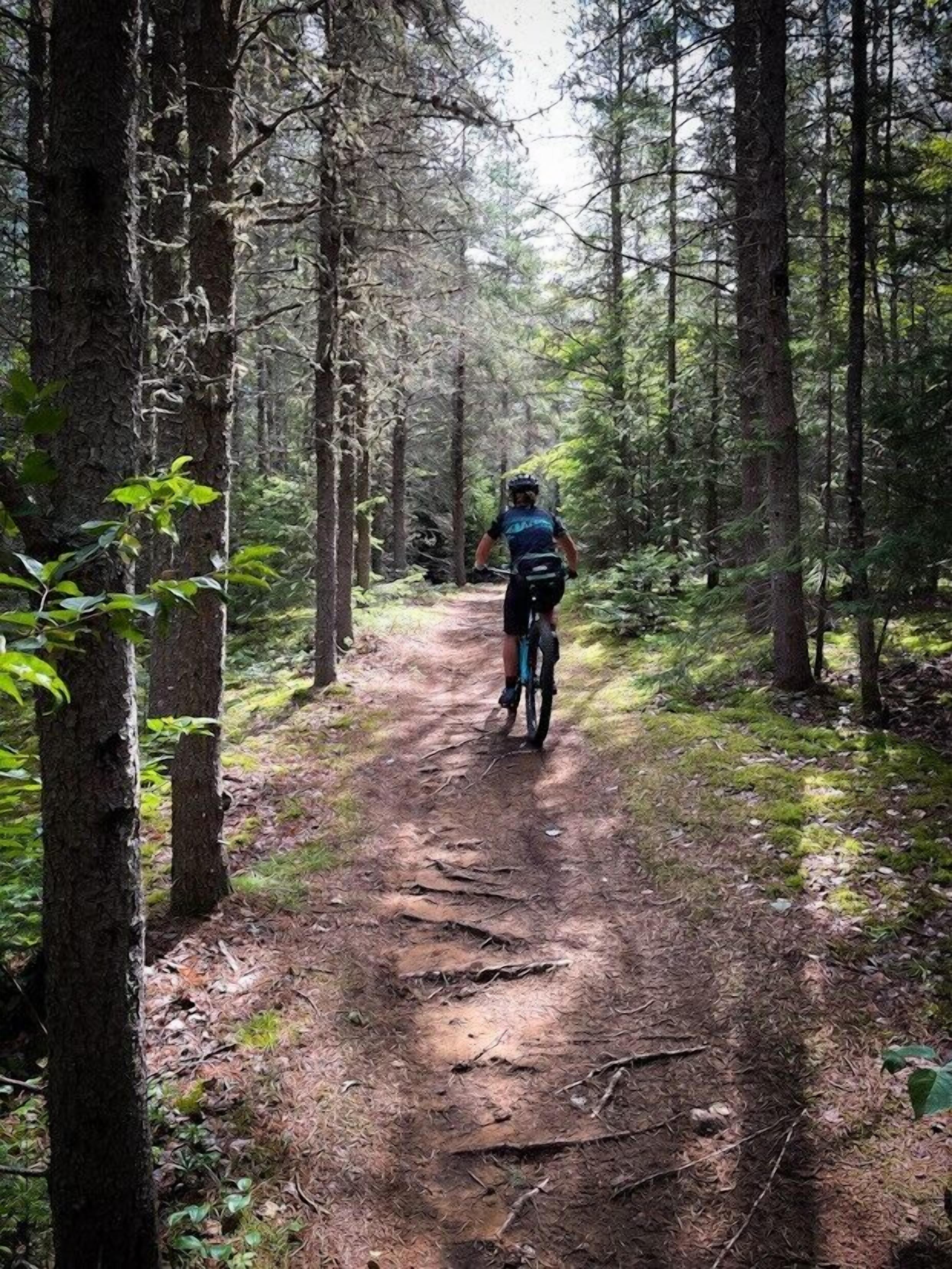 A forest trail with a cyclist.