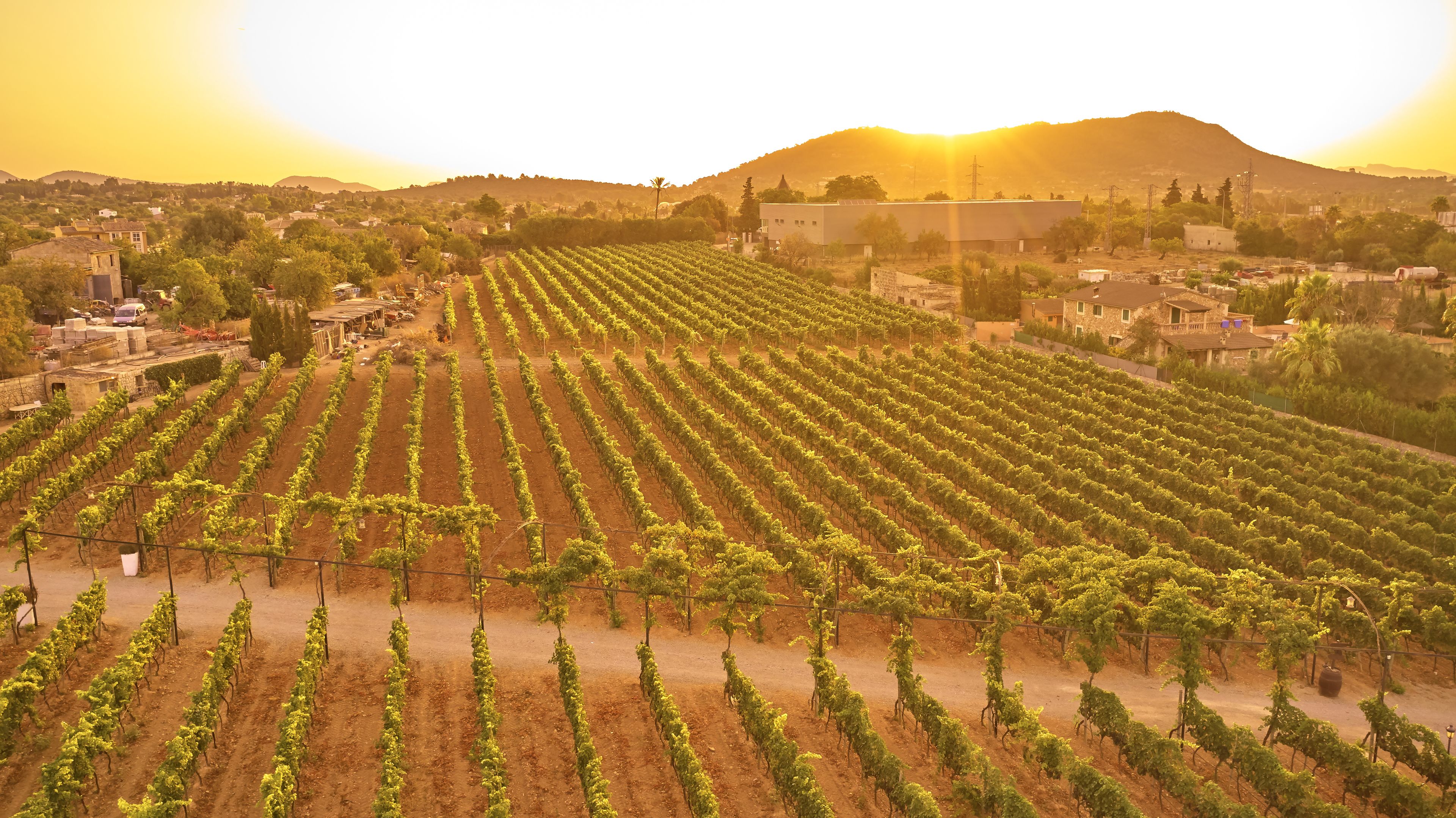 Foto - Agroturismo Sa Vinya des Convent