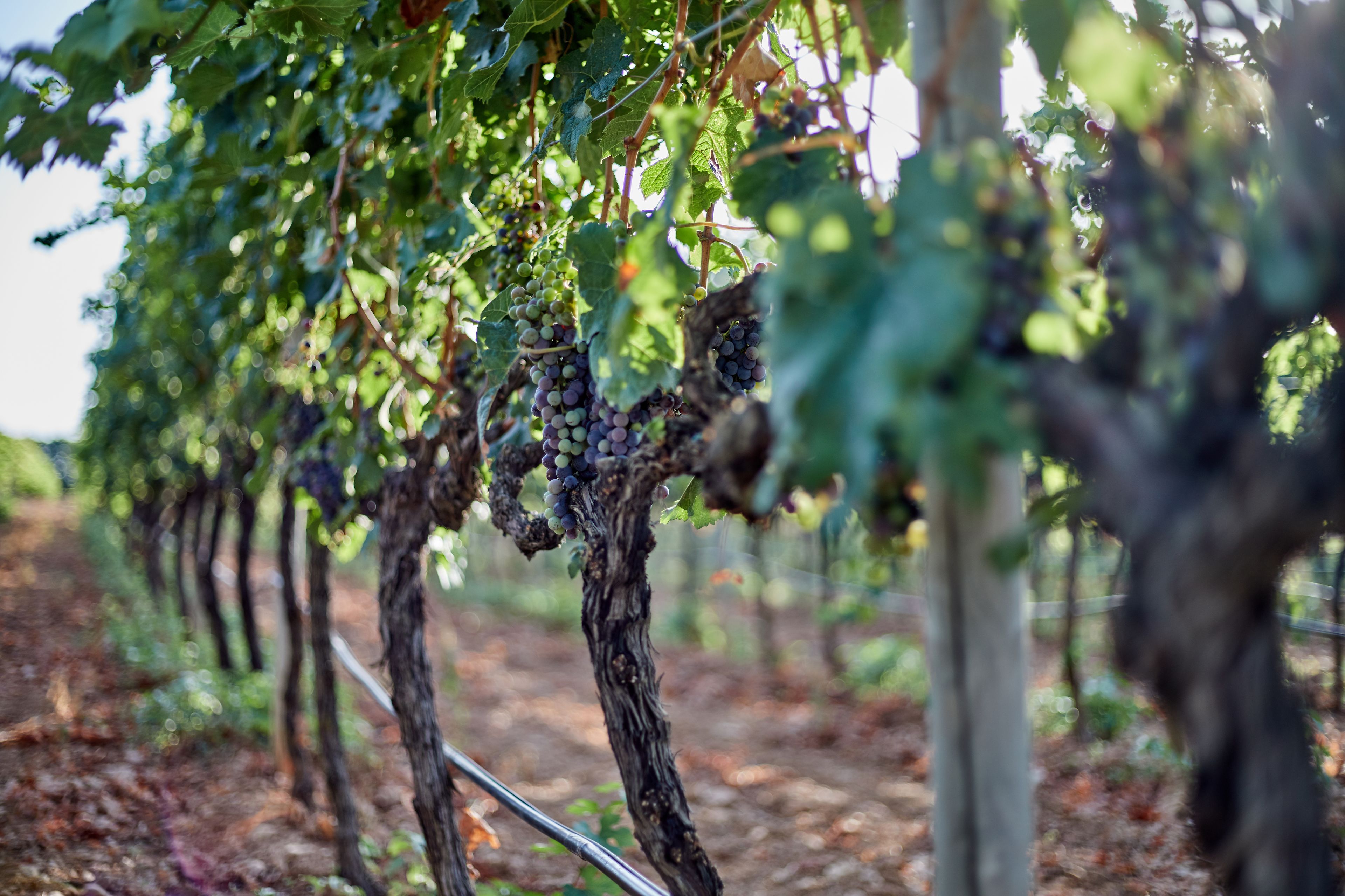Photo - Agroturismo Sa Vinya des Convent