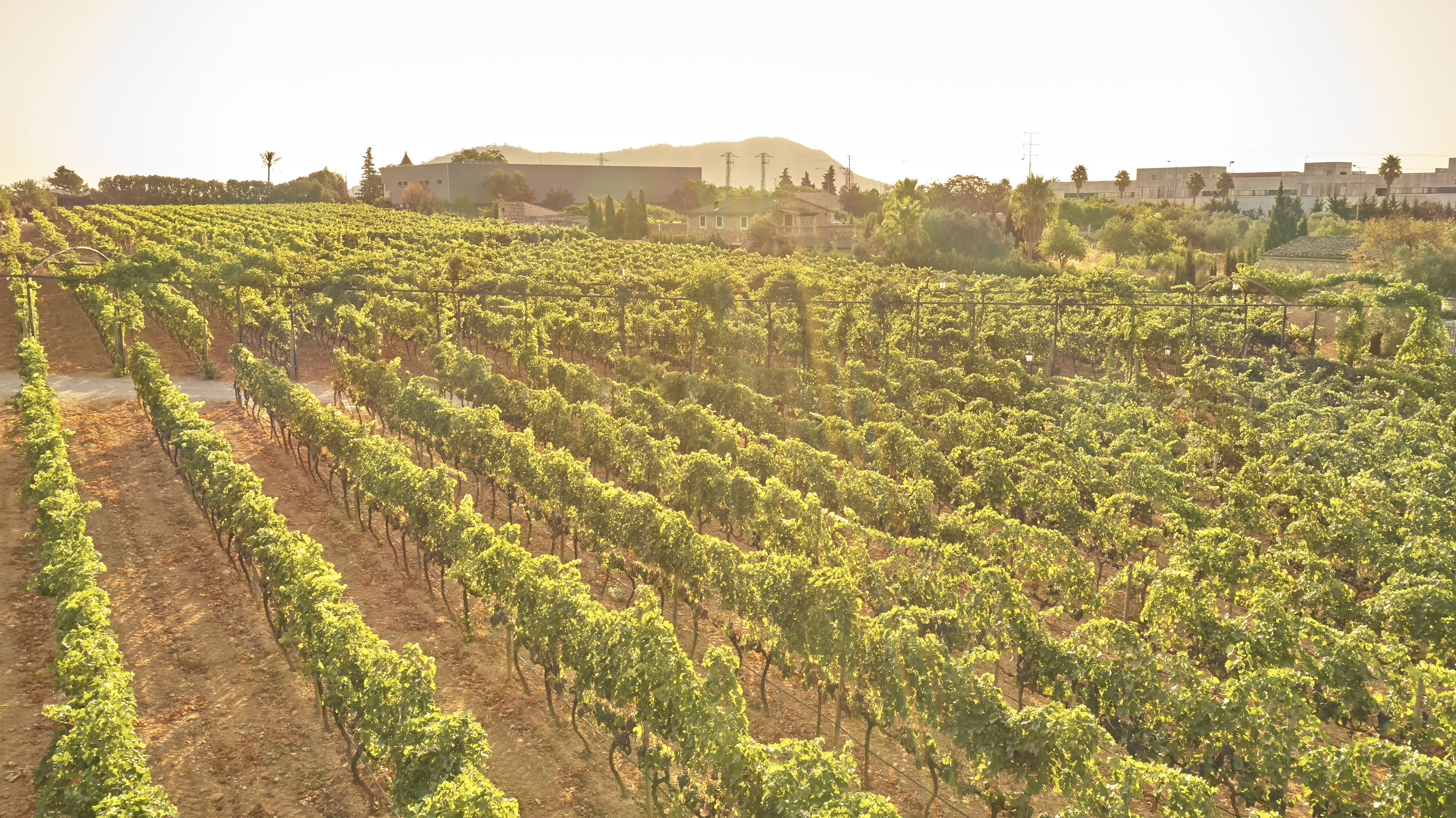 Foto - Agroturismo Sa Vinya des Convent