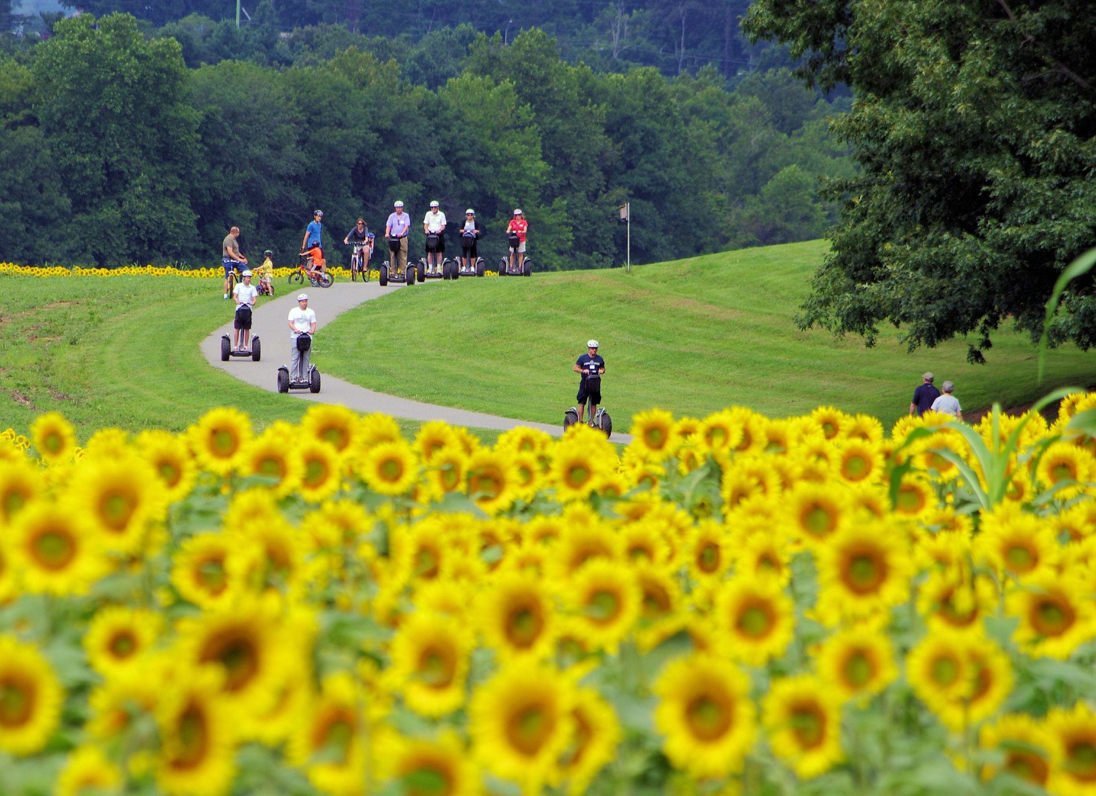 Un grupo de personas en segways recorre un camino sinuoso a través de un campo de girasoles.
