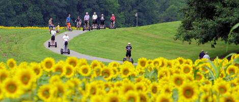 Un grupo de personas en segways recorre un camino sinuoso a través de un campo de girasoles.