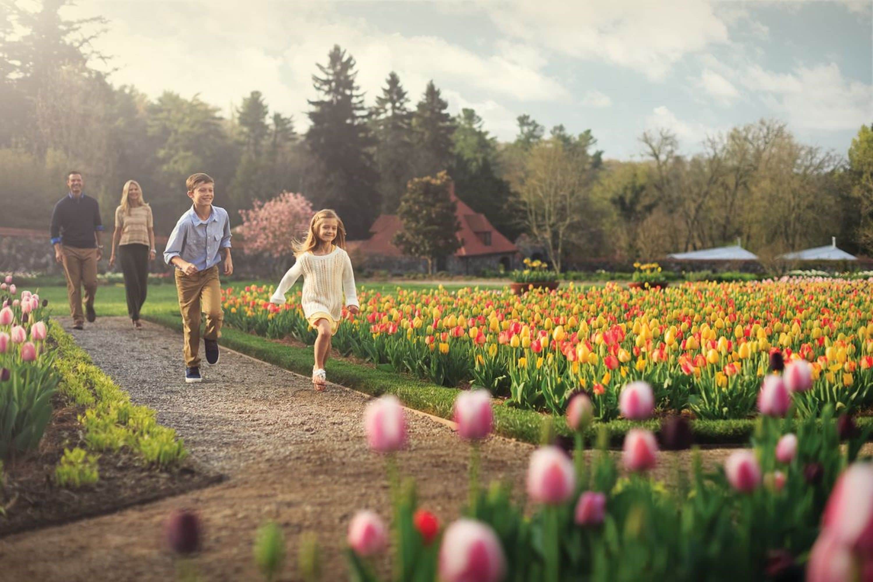 A pathway through a tulip field with people walking.