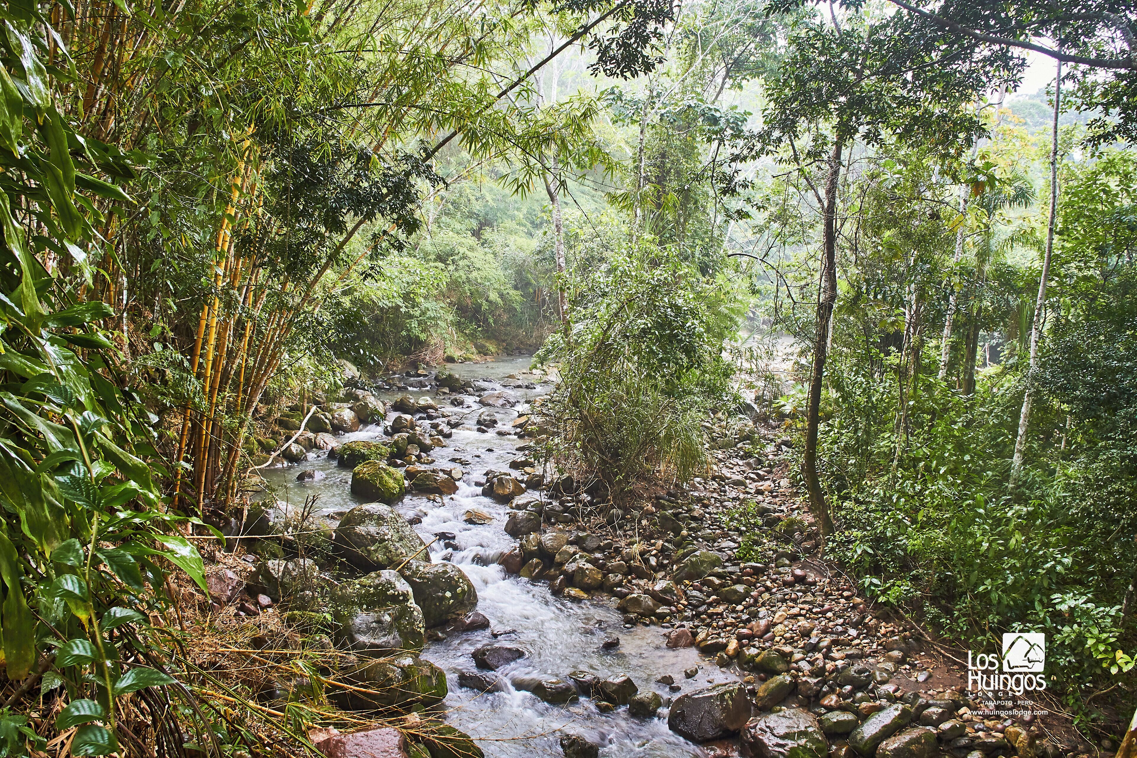 Un paisaje natural con un arroyo que serpentea por un área boscosa.