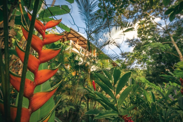 Premium Studio Suite, Garden View | Garden view