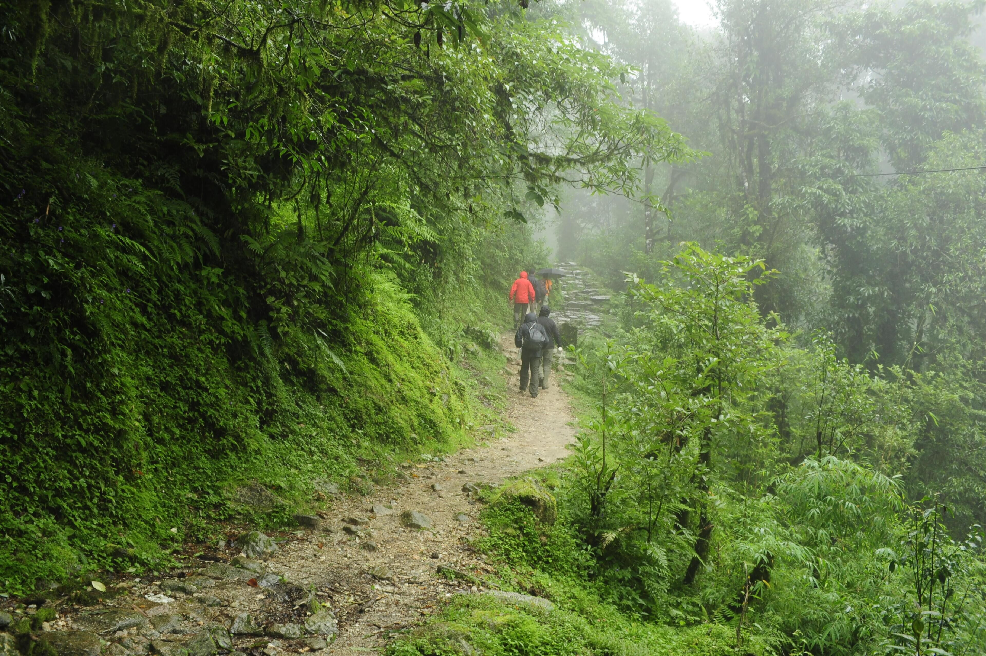 A narrow, rocky path surrounded by dense green foliage, leading into a misty forest.
