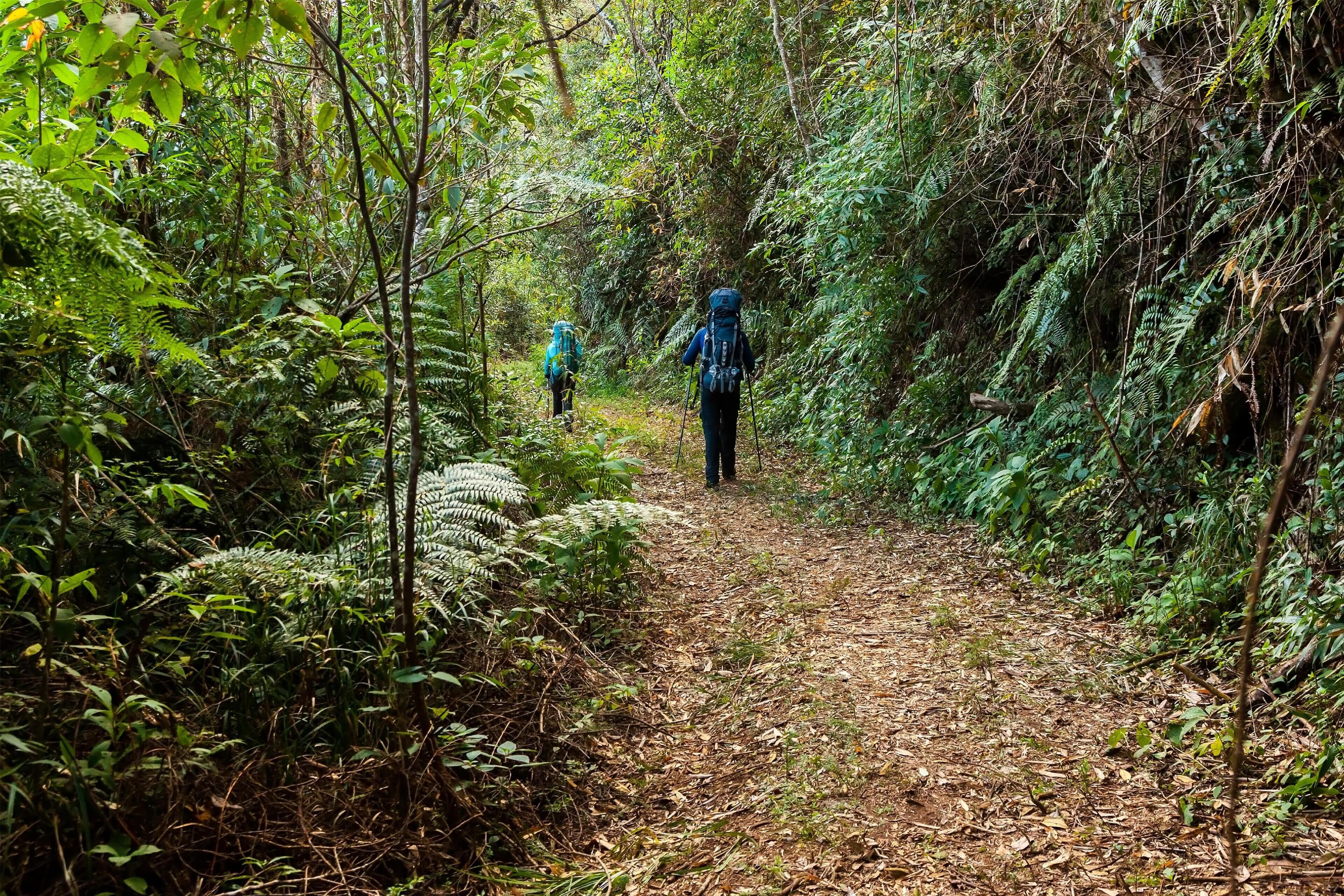 A forest path with dense foliage on both sides.