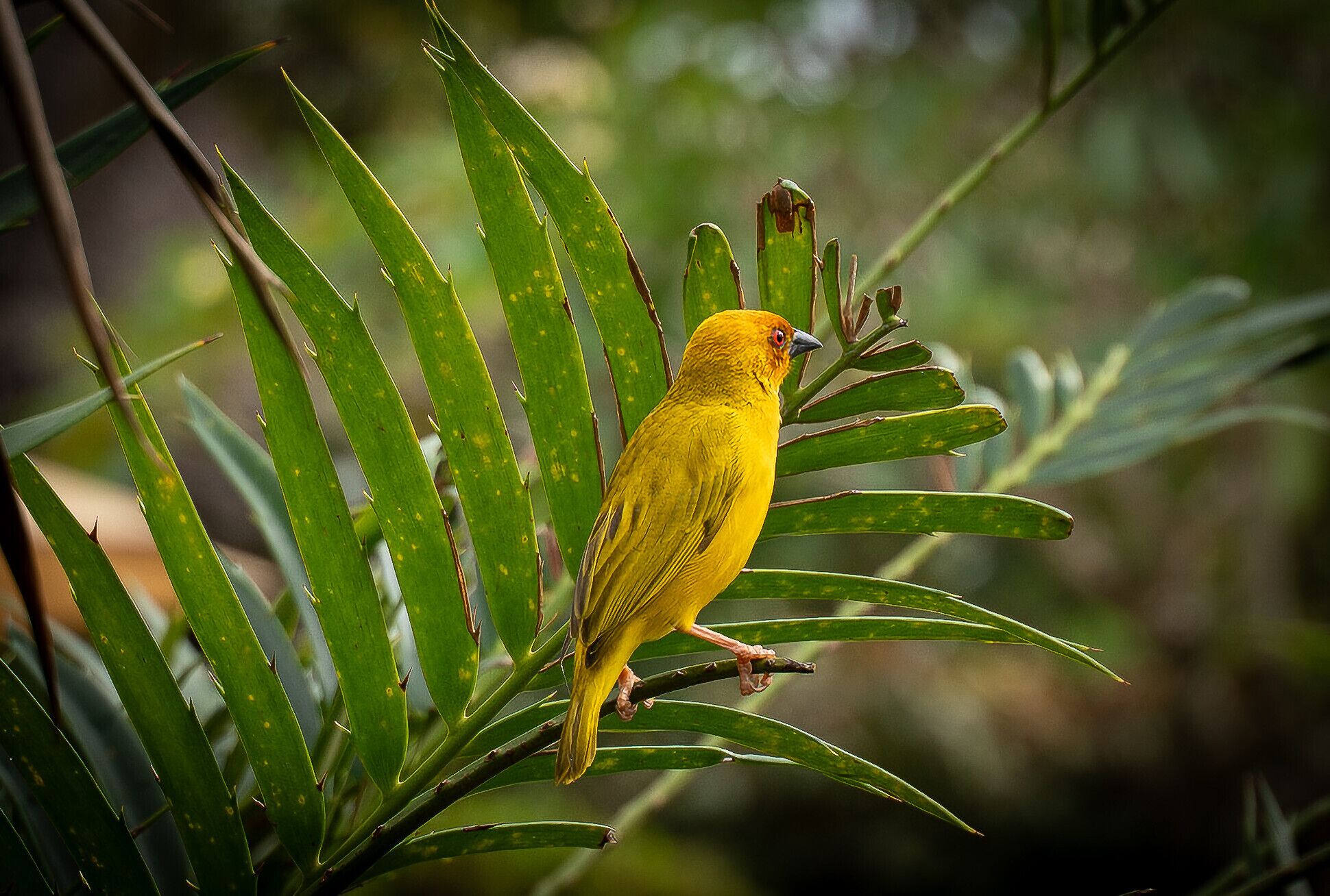 A bird perched on a branch surrounded by green foliage.