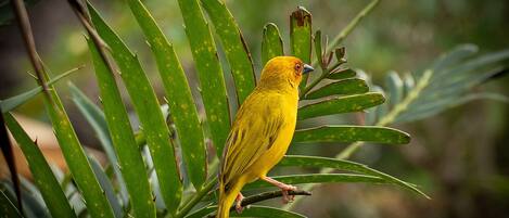 A bird perched on a branch surrounded by green foliage.
