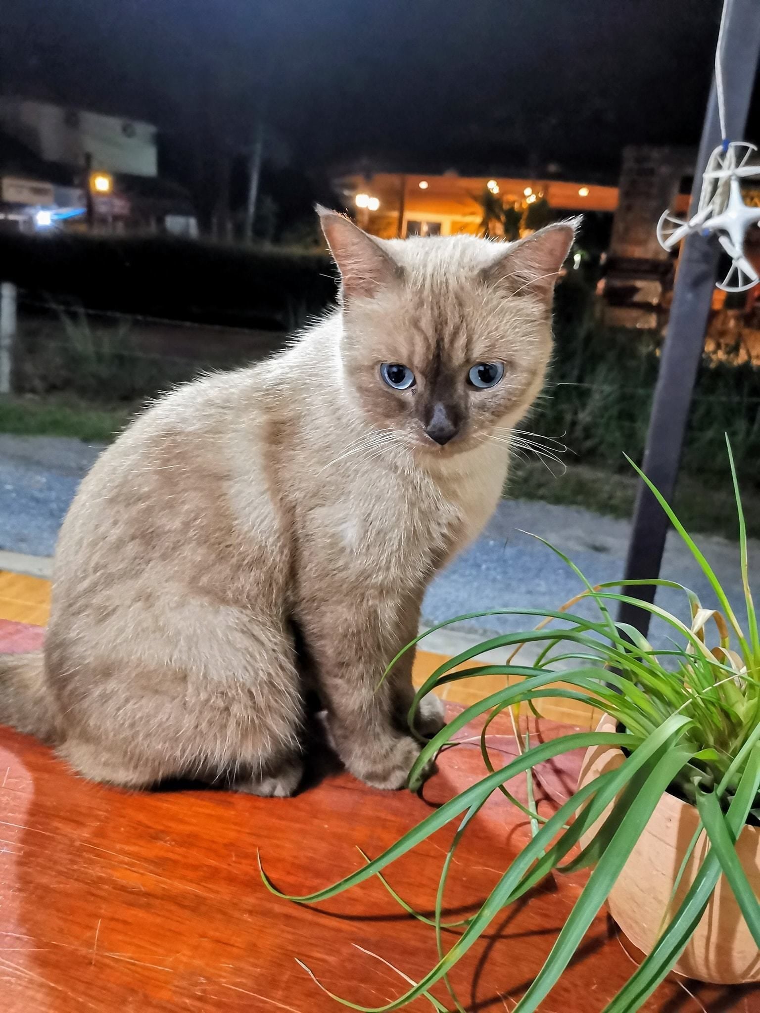 Foto - SER-EN-DIP-I-TY - SHA Extra Plus