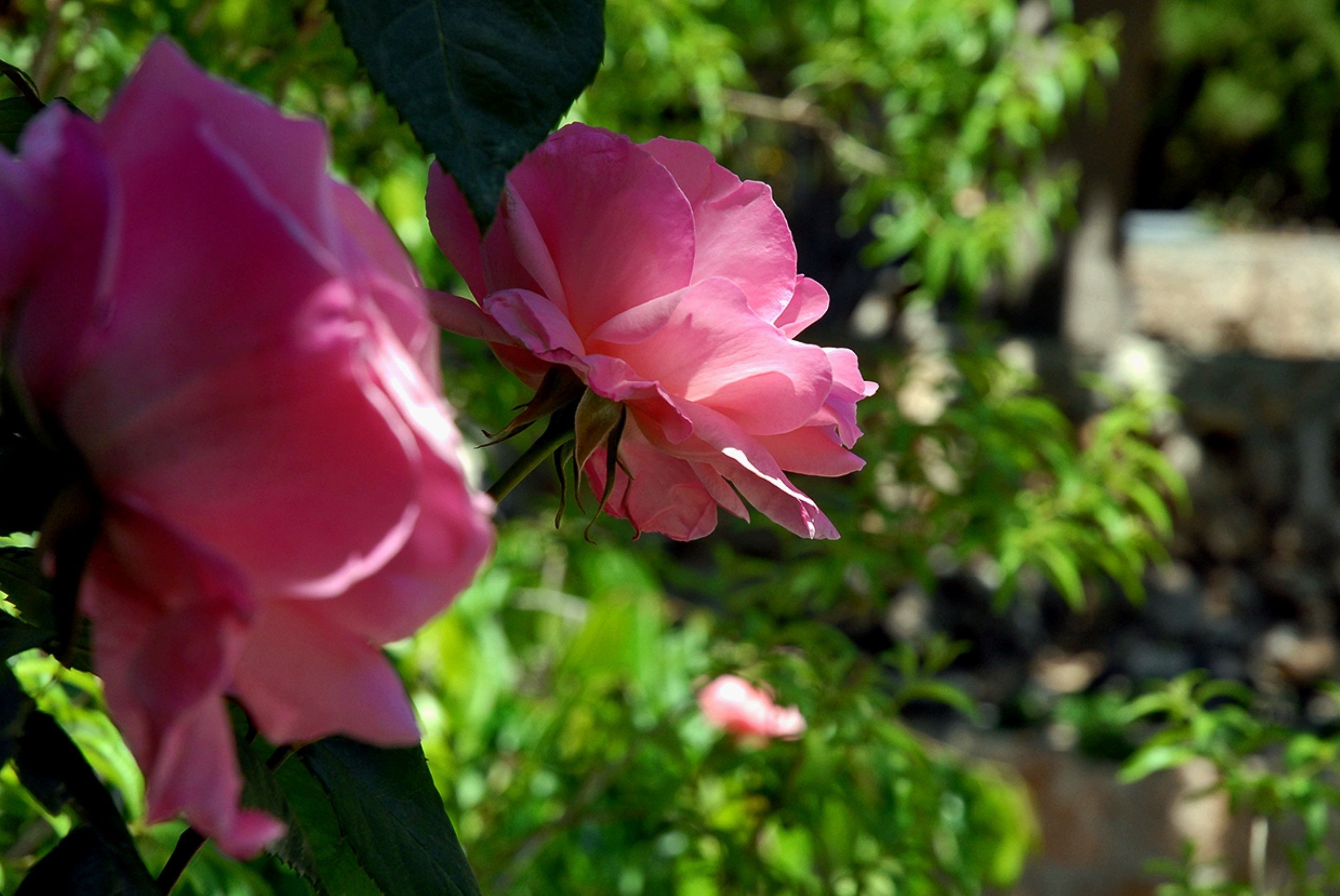A pink rose in full bloom.