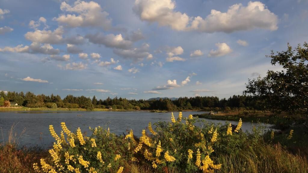 A lake with surrounding greenery and a clear sky.