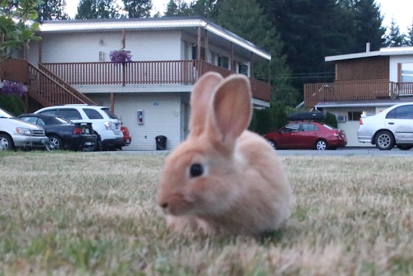 Children's area - Skylite Motel (Parksville)
