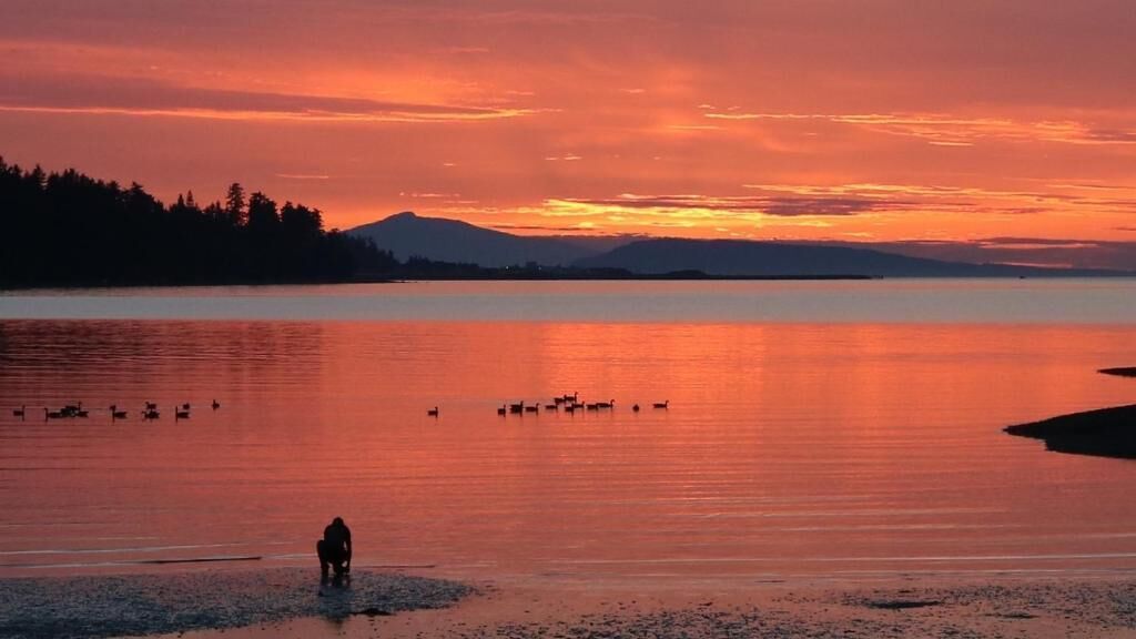 Un lac paisible, avec la silhouette d’une personne et des canards, entouré d’une forêt et, au loin, d’une montagne.