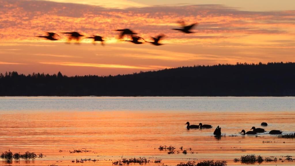 A sunset over a body of water with silhouettes of birds flying and ducks swimming.
