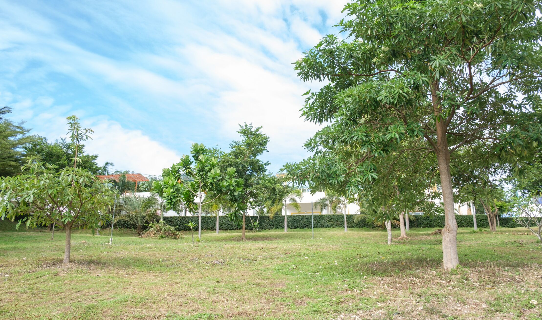 A park with several trees and a grassy area.