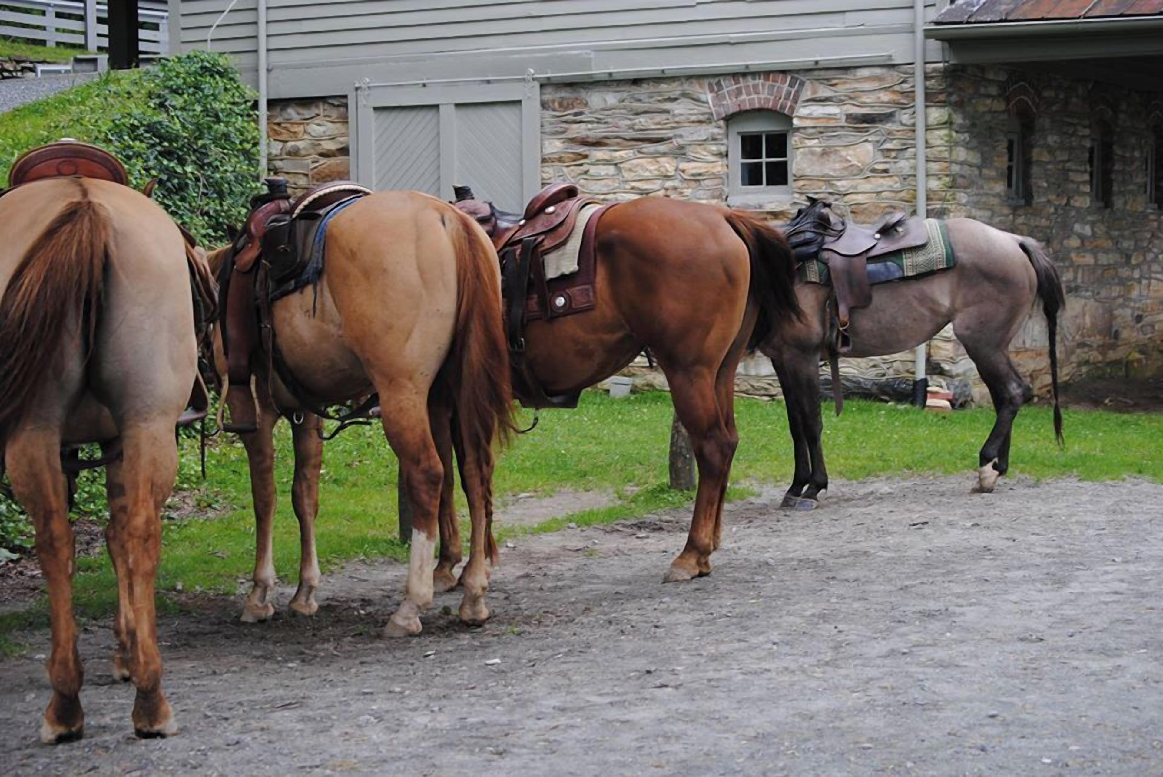 A group of horses standing on a gravel path in front of a stone building with a wooden fence and a small window.