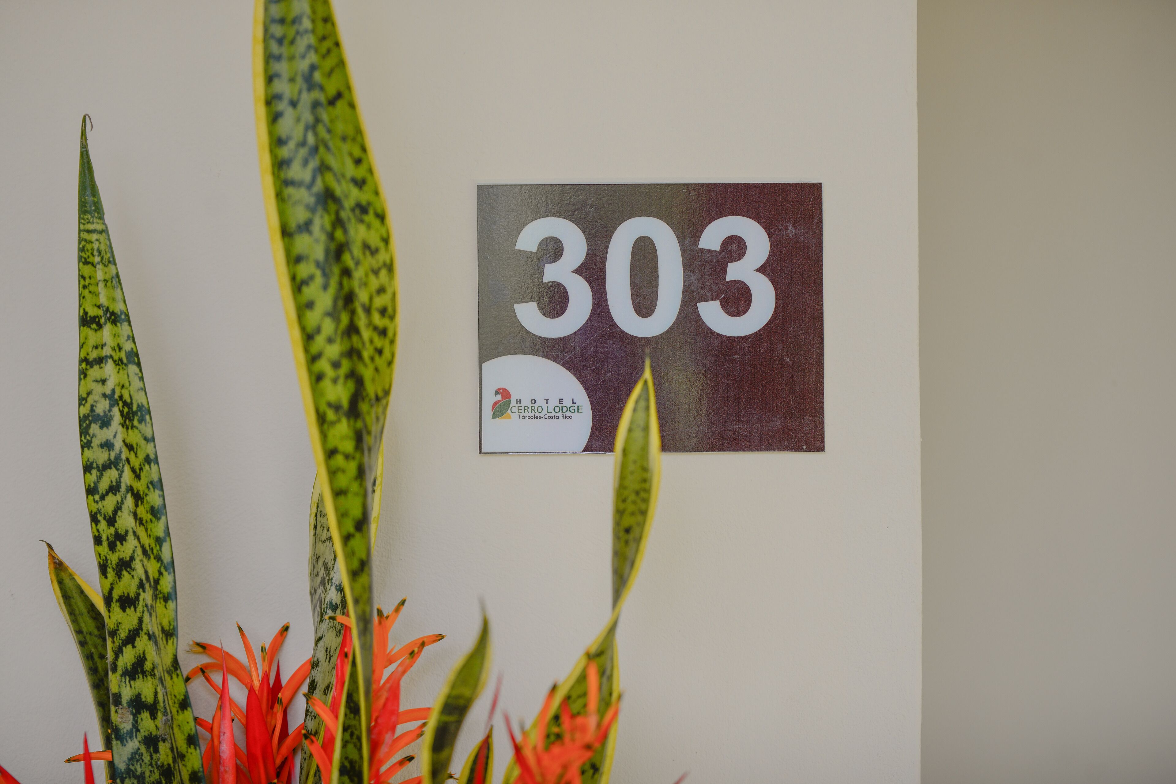 Foto - Hotel Cerro Lodge