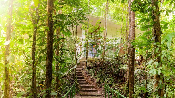 Eine Treppe, umgeben von dichtem Grün, die zu einem Gebäude führt.
