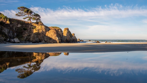A beach with a clear reflection in the water, rocky cliffs, and a lone tree. - Emerald Dolphin Inn & Mini Golf (Fort Bragg)