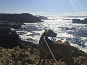 A dog on a rocky beach with waves crashing nearby.