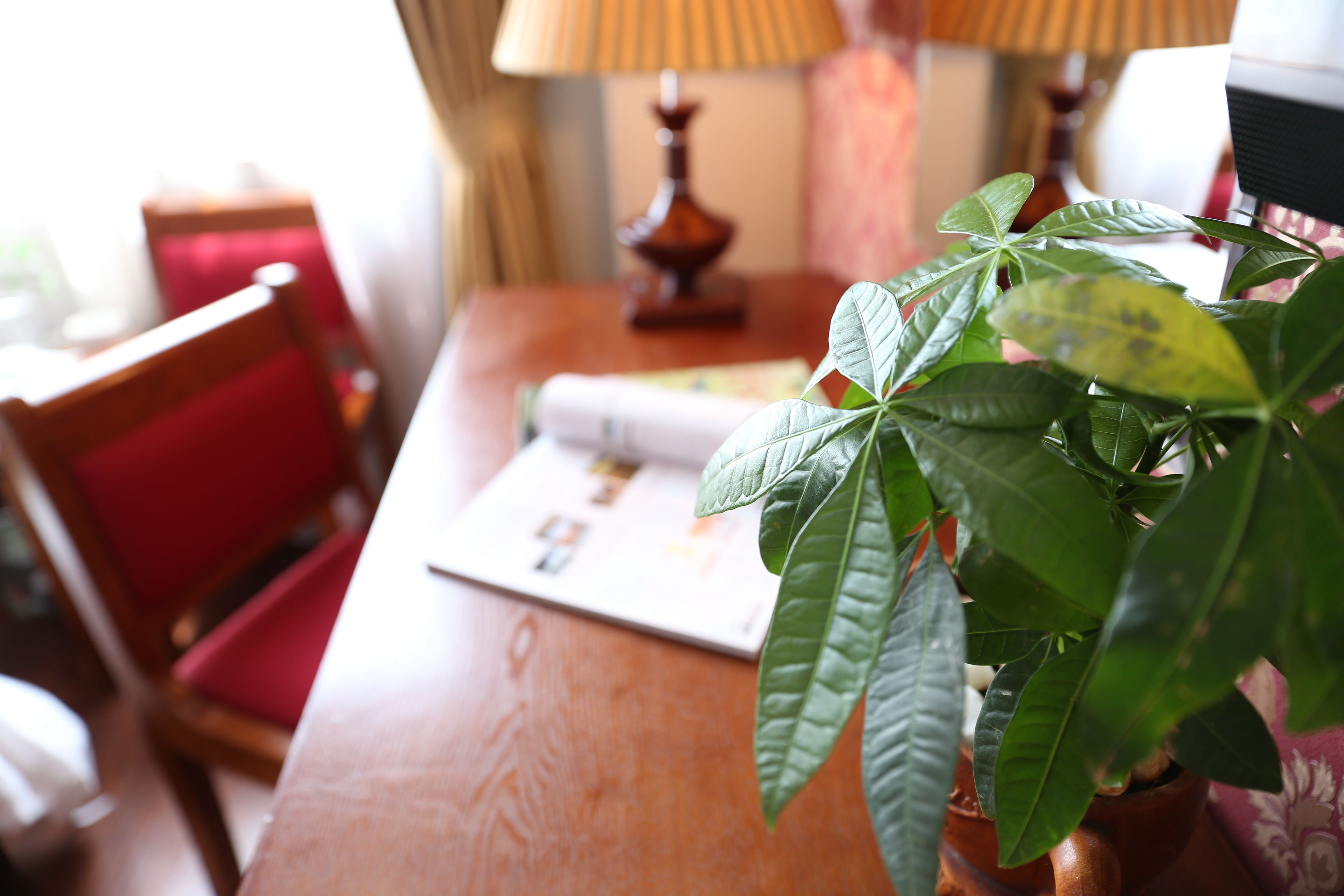 A wooden table with a plant, a lamp, and a magazine.