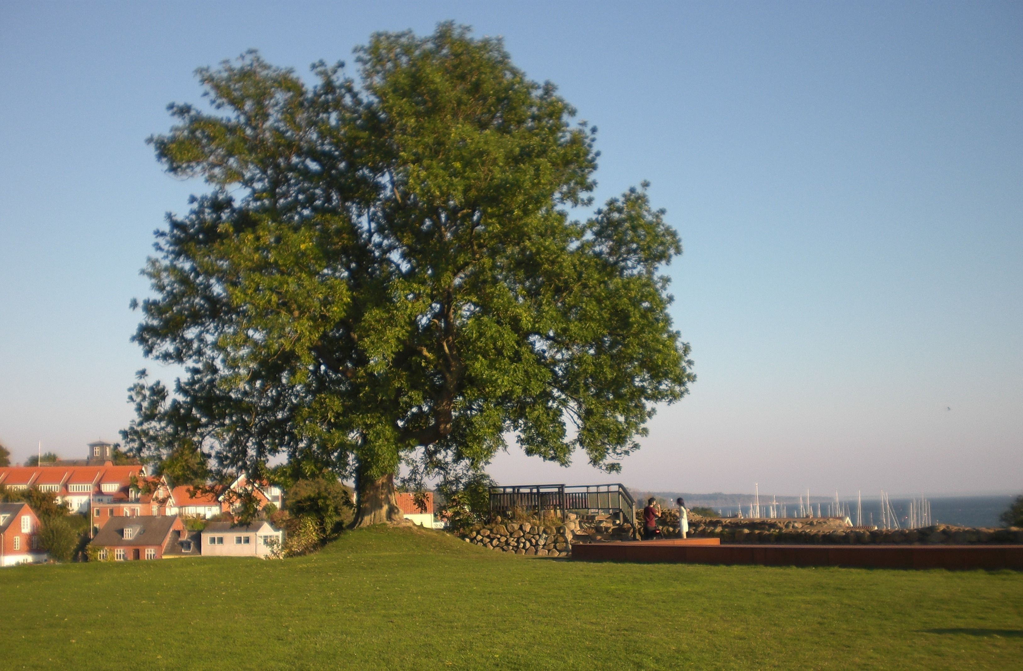 A large tree in a grassy area with houses in the background and a view of the sea.