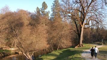 A pathway beside a river with trees and a large tree on the right.