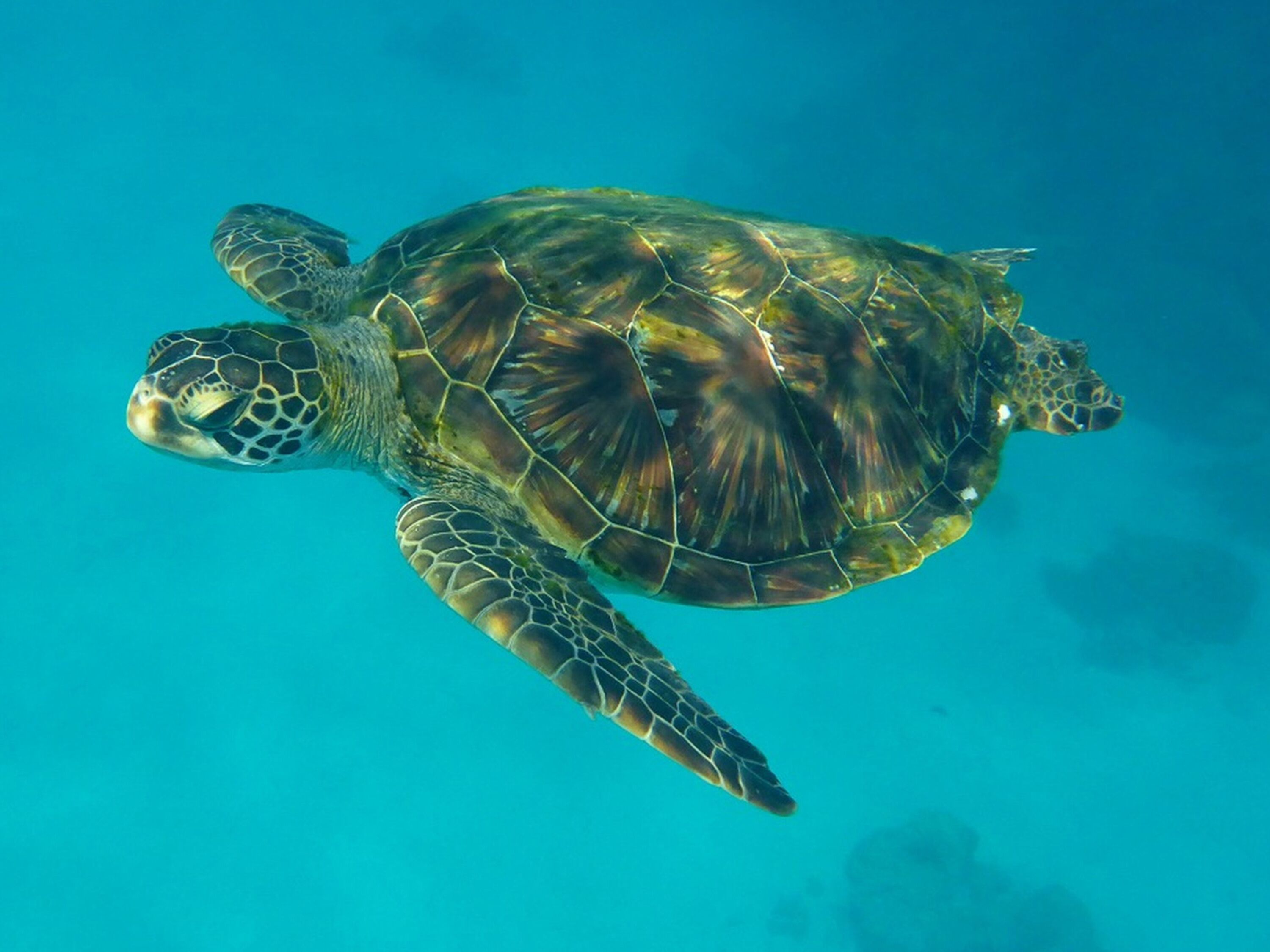 A sea turtle swimming in clear blue water.