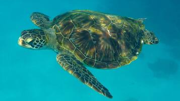 A sea turtle swimming in clear blue water.