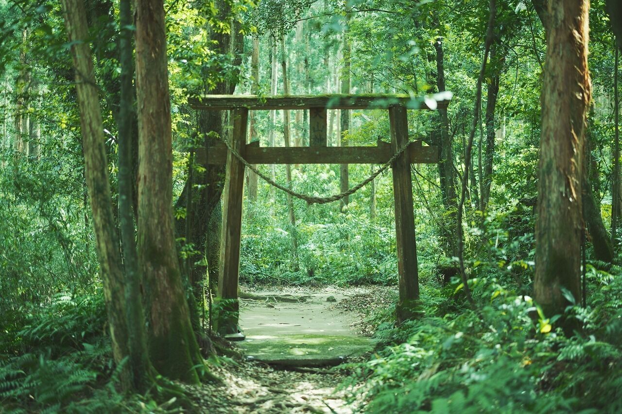 A forest path leading to a wooden structure with a rope barrier.